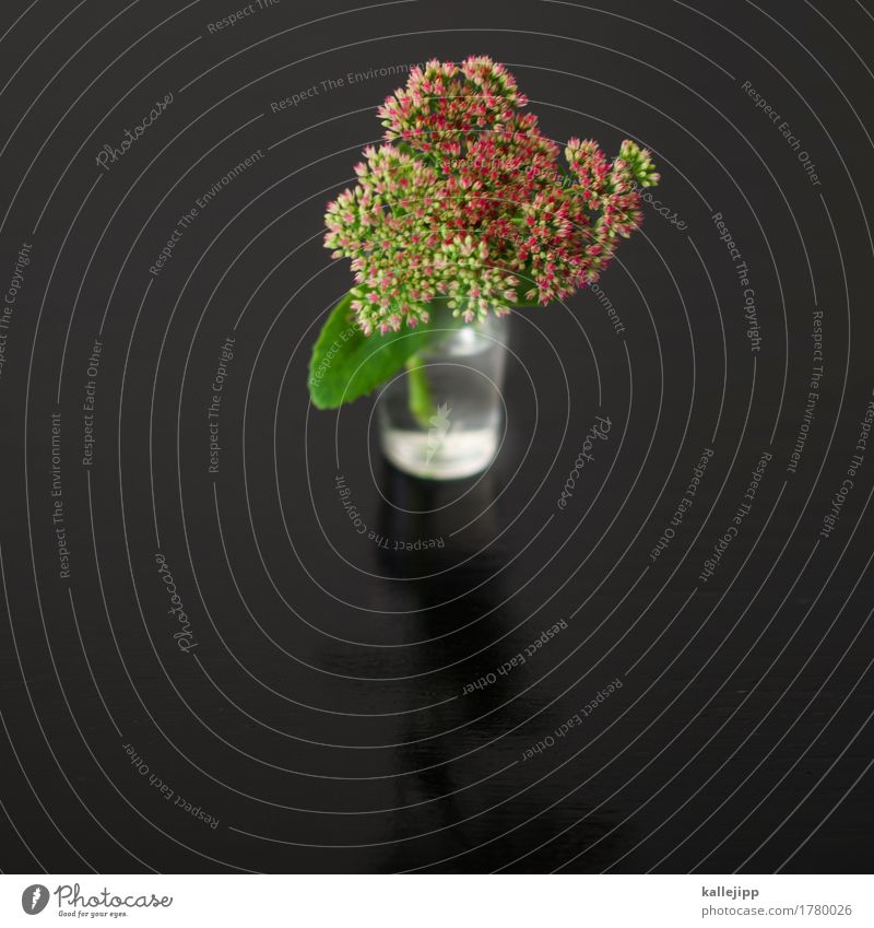 frisch gestrichen Umwelt Natur Pflanze Tier Blatt Blüte Wildpflanze schön schwarz Fetthenne Glas Wasser Vase Dekoration & Verzierung Tisch