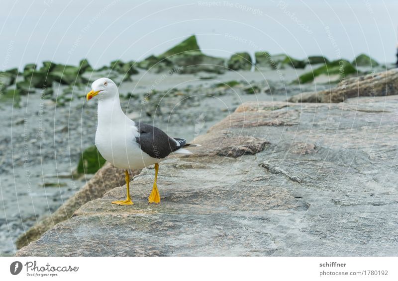 Sucht | nach Fressen Tier Wildtier Vogel 1 stehen Gleichgewicht einbeinig Möwe Möwenvögel Stein Küste Suche Blick Außenaufnahme Menschenleer
