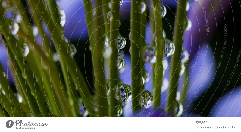 Tropfenstängel Natur Pflanze Wassertropfen Wetter Stengel blau grün violett glänzend durchscheinend Reflexion & Spiegelung durchsichtig Wasserspiegelung