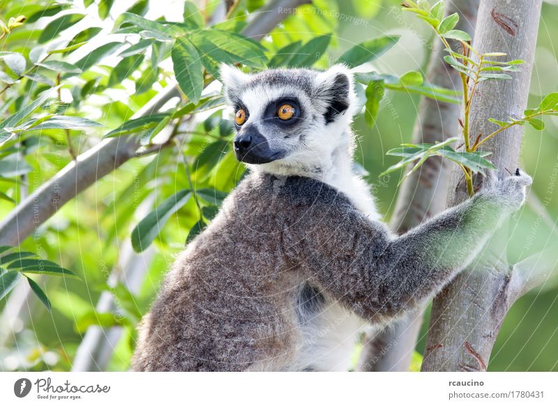 Katta (Lemur catta) Zoo Natur Tier Baum schwarz weiß Afrika Catta Maki Madagaskar eine Primaten Wildnis Farbfoto