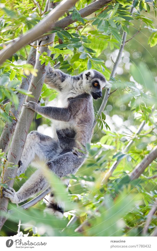 Katta (Lemur catta) Zoo Natur Tier Baum schwarz weiß Afrika Catta Maki Madagaskar eine Primaten Wildnis Farbfoto