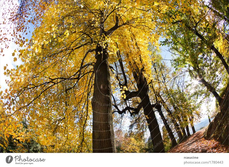 Laubbaumwald in der Herbstsaison Sommer Natur Landschaft Pflanze Baum Wald gelb grün farbenfroh horizontal viele Wildnis Außenaufnahme Menschenleer
