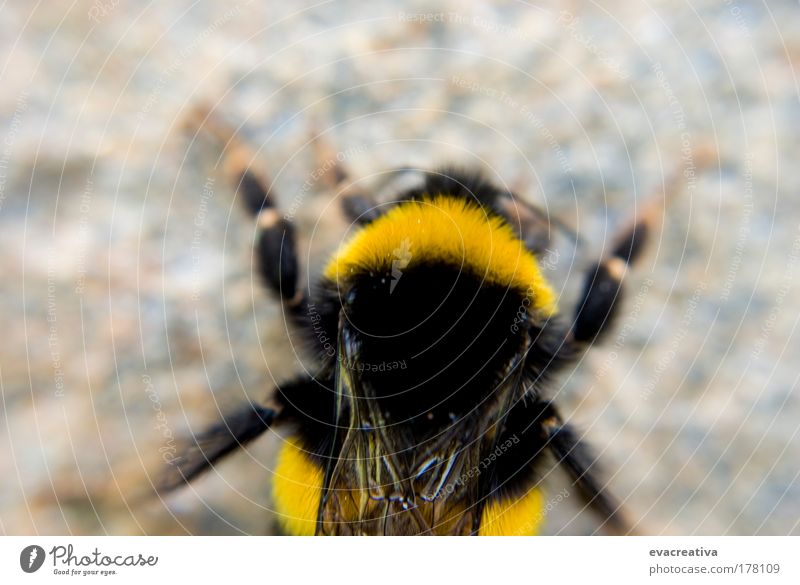 Farbfoto Außenaufnahme Experiment Menschenleer Tag Blick nach unten Tier Biene 1 Coolness Bewegung außergewöhnlich