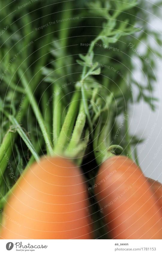 Vitamin A Lebensmittel Gemüse Salat Salatbeilage Möhre Wurzelgemüse Ernährung Bioprodukte Vegetarische Ernährung Diät Fasten Slowfood Saft Gesundheit Garten