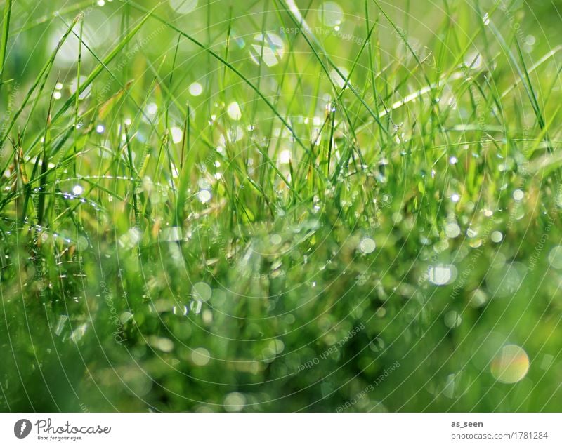 Tropfensymphonie Gesundheit Leben harmonisch Sinnesorgane Camping Sommer Natur Pflanze Urelemente Wasser Wassertropfen Frühling Gras Blatt Halm Wiese Garten