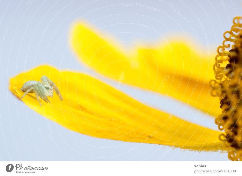 Makroaufnahme einer kleinen Krabbenspinne auf gelbem Blütenblatt vor hellem Hintergrund Spinne Blume Garten 1 Tier Tierjunges weiß Sommer Nahaufnahme