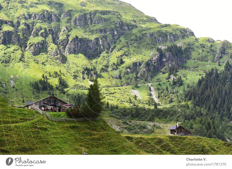 Jausenstation Ausflug Sommerurlaub Berge u. Gebirge wandern Natur Landschaft Baum Gras Alpen Alm Almwirtschaft Tal Österreich Europa Ferne frisch Originalität