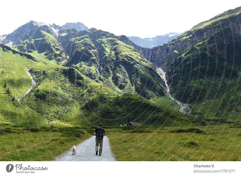 Auf Wanderschaft Ausflug Sommerurlaub Berge u. Gebirge wandern Mensch maskulin Mann Erwachsene 1 45-60 Jahre Natur Landschaft Schönes Wetter Gras Alpen