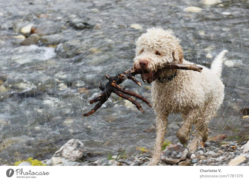 Fundstück Spielen Wassersport Natur Urelemente Bach Wildbach Tier Haustier Hund 1 Stein Holz Schwimmen & Baden Bewegung gehen Blick tragen sportlich Flüssigkeit