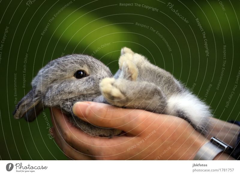 Kuscheltier Lebensmittel Ernährung Umwelt Natur Tier Haustier Nutztier Hase & Kaninchen Tierjunges Fröhlichkeit Glück schön einzigartig kuschlig niedlich