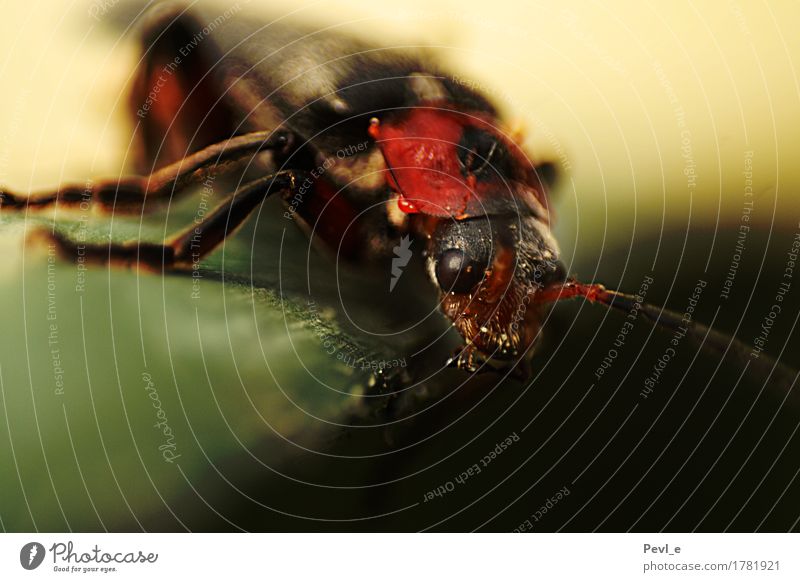 Beobachter Tier Käfer 1 beobachten Jagd Farbfoto Nahaufnahme Makroaufnahme Tag Kontrast Starke Tiefenschärfe Zentralperspektive Tierporträt