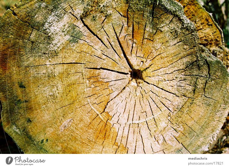Jahresringe Holz Baum Baumstamm alt Riss Färbung Oberfläche Querschnitt Nahaufnahme