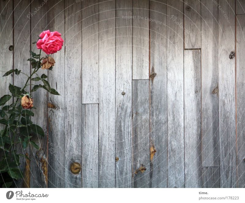 Rumstehen vor Bretterwand (II) Rose rot Holz Wand Holzwand grün Blume Zweig Maserung Blüte Zuchtpflanze Holzbrett Lagerschuppen Strukturen & Formen grau einfach