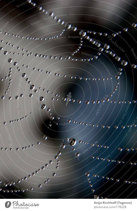 Lebensfaden Schwarzweißfoto Außenaufnahme Nahaufnahme Menschenleer Morgendämmerung Reflexion & Spiegelung Natur Wassertropfen Sommer Spinne glänzend Netzwerk