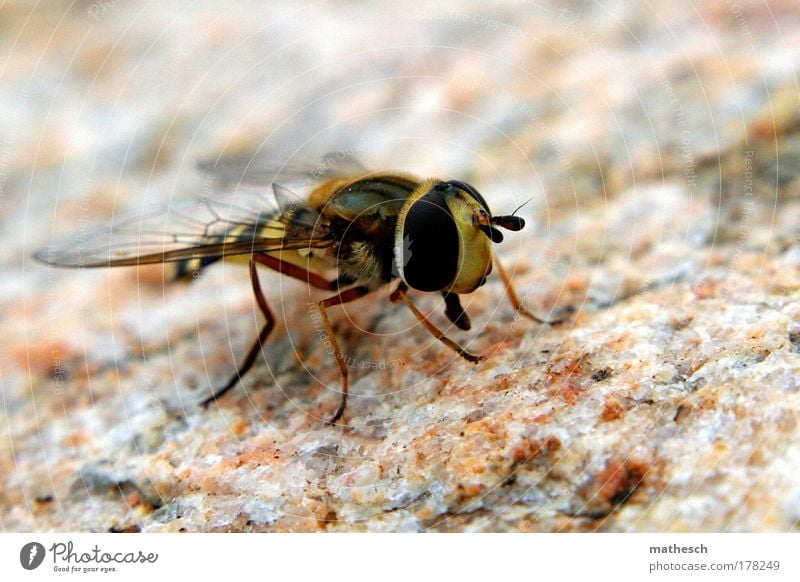auf augenhöhe Außenaufnahme Detailaufnahme Makroaufnahme Tag Licht Kontrast Sonnenlicht Schwache Tiefenschärfe Tierporträt Halbprofil Natur Fliege Biene Flügel