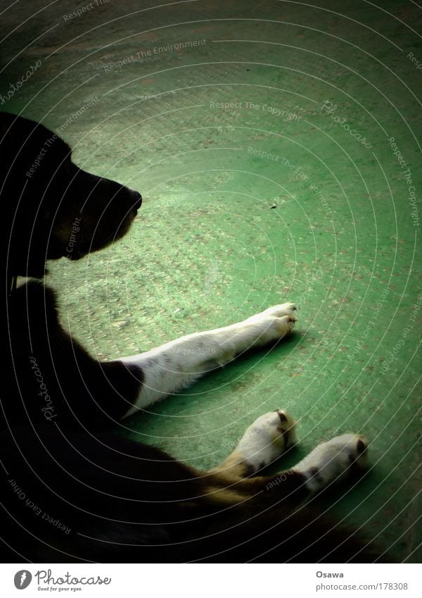 Hund Tier Säugetier Kopf Beine Fell liegen Blech Metall Bodenbelag grün lackiert Strukturen & Formen Erholung ruhen Pause schwarz weiß Hochformat