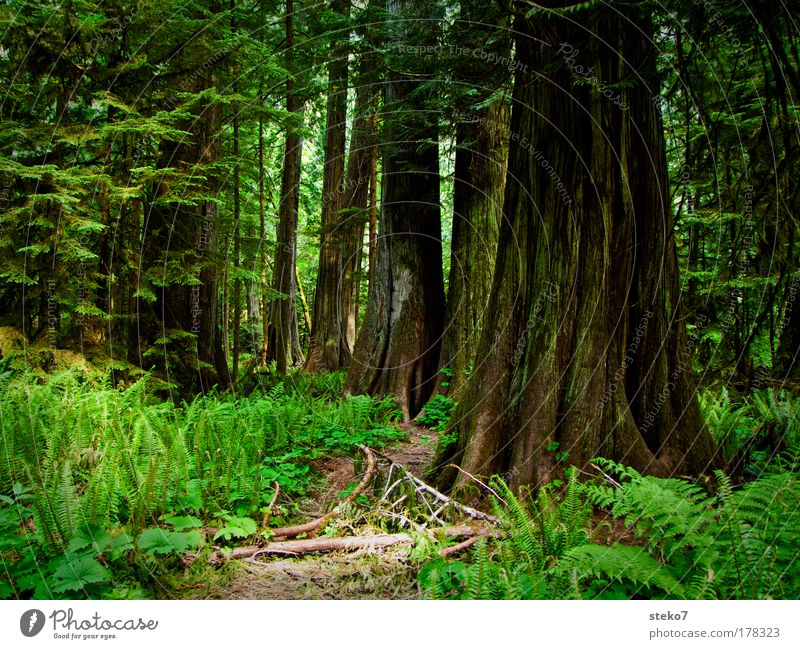 verwurzelt Landschaft Baum Wald Urwald gigantisch groß grün standhaft Einsamkeit Erholung Zufriedenheit Idylle Natur ruhig Kraft Umwelt Kanada Zeder Schatten