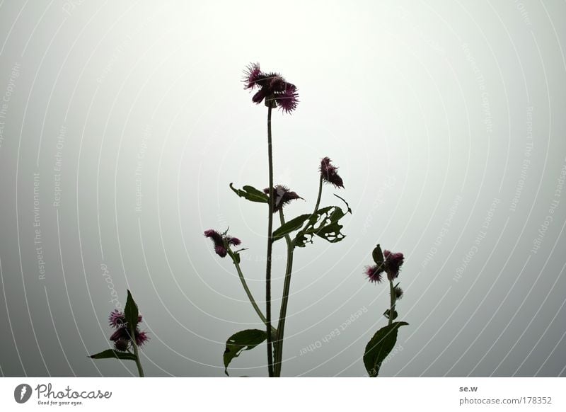 Irgendwie erleuchtet Farbfoto Nahaufnahme Menschenleer Silhouette Nebel Pflanze Wildpflanze Natur Gegenlicht E5