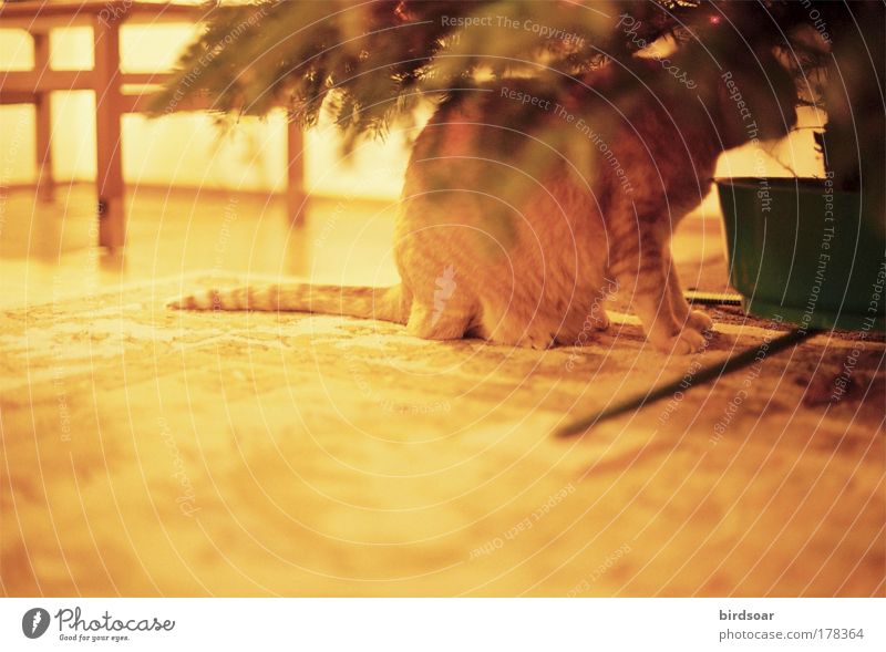 Es ist schon lange her. Farbfoto Innenaufnahme Menschenleer Abend Kontrast Zentralperspektive Tierporträt Haustier Katze 1 Geborgenheit Warmherzigkeit