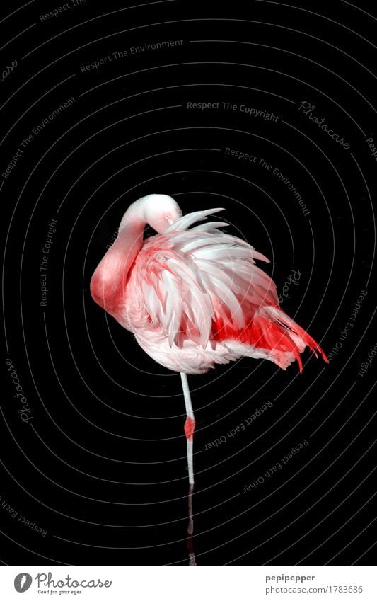 still standing elegant Körper Zoo Natur Tier Wildtier Vogel Flamingo Flügel Feder 1 Wachstum ästhetisch rosa schwarz Einsamkeit Außenaufnahme Nahaufnahme