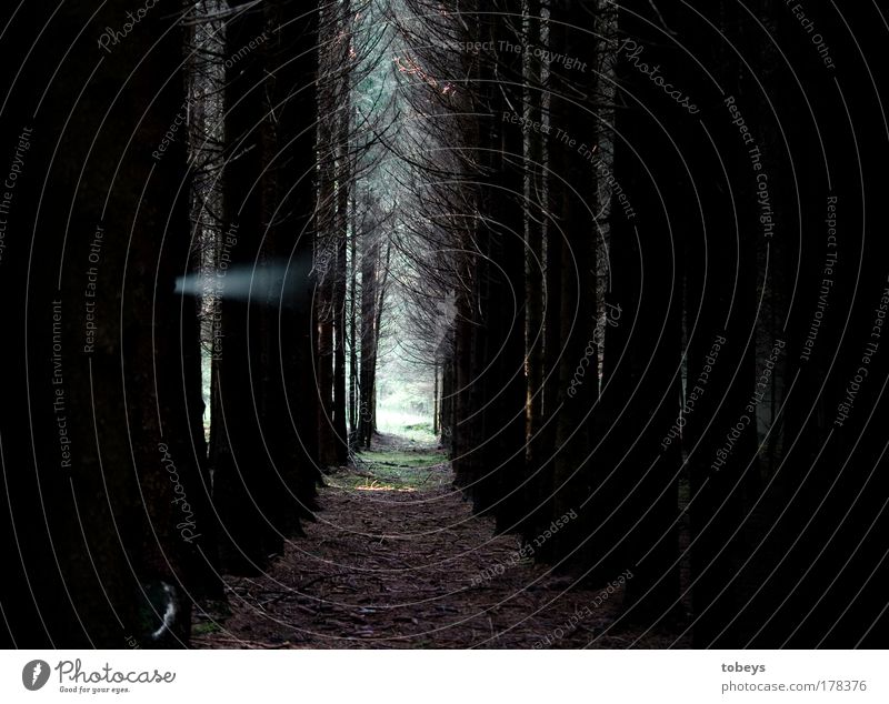 Paranormale Phänomene? Wald träumen gruselig kalt verrückt Überraschung Angst gefährlich entdecken Surrealismus Tod Geister u. Gespenster paranormal mystisch