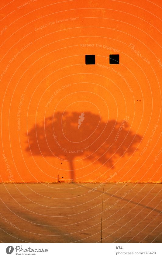 Schatten eines Baumes auf orangener Wand Farbfoto Außenaufnahme Kontrast Mauer leuchten Farbe Natur ruhig Punkt