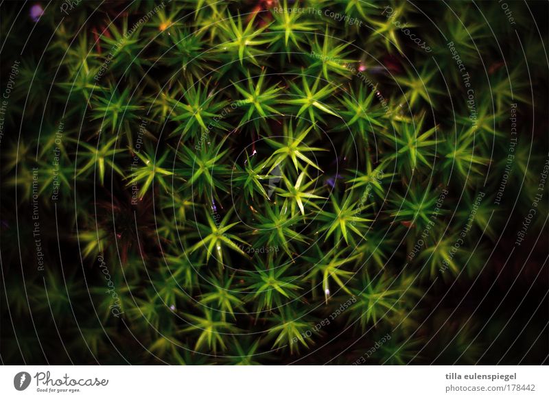 * Farbfoto Außenaufnahme Muster Menschenleer Natur Tier Pflanze Moos Grünpflanze dunkel natürlich grün schwarz bizarr exotisch Symmetrie Stern (Symbol)