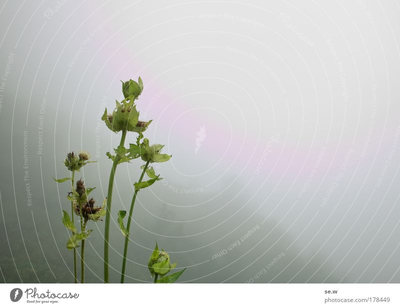 Nicht alles ist grau im Herbst! Farbfoto Menschenleer Textfreiraum rechts Pflanze Wolken Nebel Blüte Wildpflanze Alpen grün Natur E5