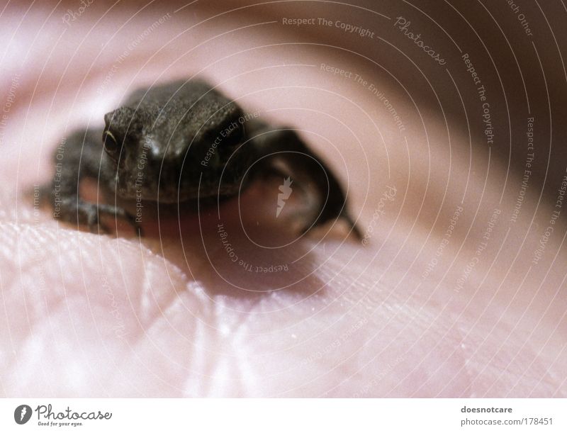 kein königssohn. Tier Wildtier Frosch 1 braun Kröte klein winzig analog 35 Millimeter Film Hand Handfläche festhalten sitzen Blick Misstrauen Hautfalten