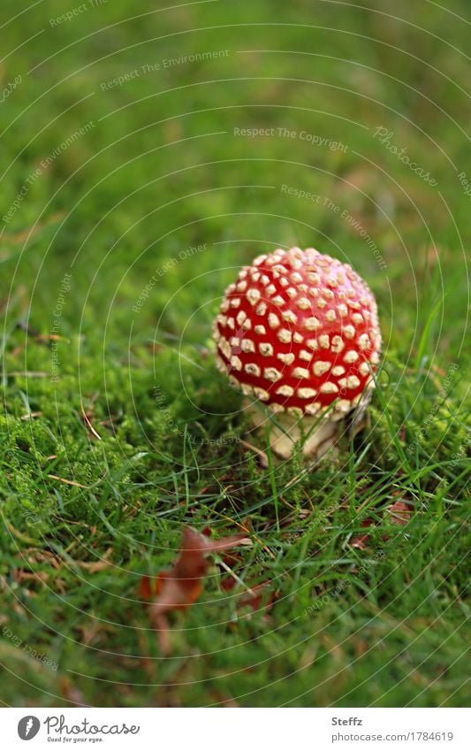 ein kleiner Glückspilz auf einer Graswiese Fliegenpilz Pilz roter Fliegenpilz Amanita muscaria Glücksbringer Glückssymbol roter Pilz kleiner Pilz Pilzhut
