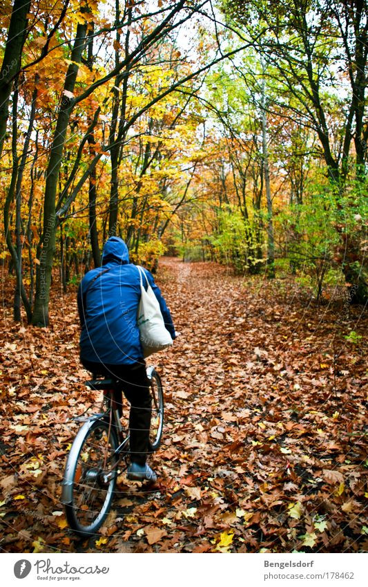 Blaukäppchen Freizeit & Hobby Ferien & Urlaub & Reisen Tourismus Ausflug Fahrradtour Mensch 1 Natur Erde Herbst Schönes Wetter Wald Baum Baumstamm Baumkrone