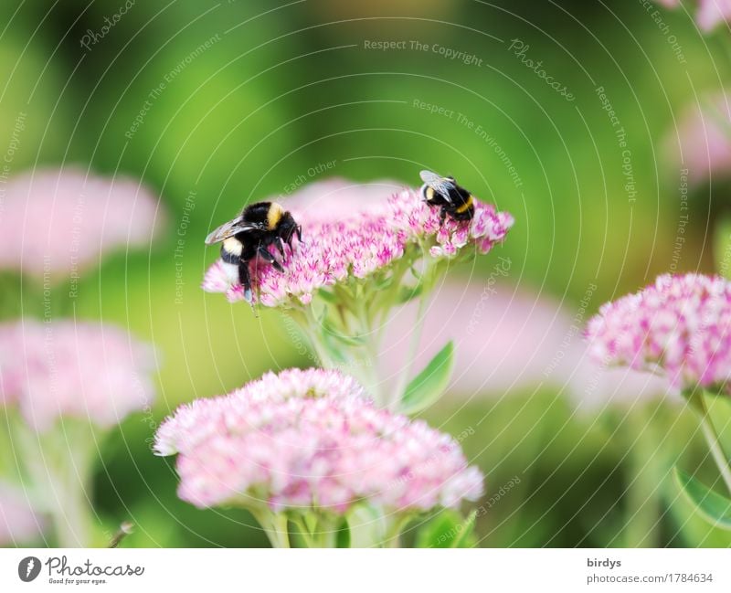 Spätsommerhummeln Sommer Schönes Wetter Blume Blüte Garten Hummel Insekt 2 Tier Blühend Duft krabbeln ästhetisch Freundlichkeit natürlich positiv grün rosa