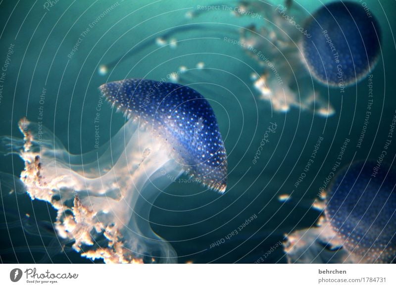 müssen buben sein | immer schön blau Natur Tier Wasser Wellen Meer Wildtier Qualle Aquarium Tentakel Schwimmen & Baden beobachten Tanzen träumen außergewöhnlich