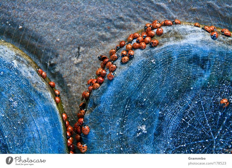 Marienkäfer an Buhnen Glücksbringer viel Glück Käfer blau Sand Meer Invasion Plage Farbfoto Außenaufnahme Nahaufnahme Menschenleer