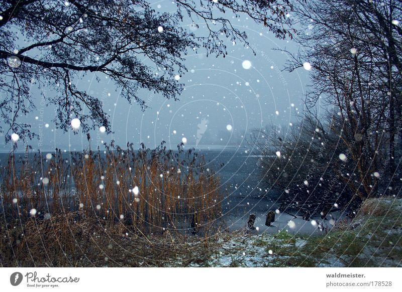 Winter Farbfoto Menschenleer Landschaft Schnee Schneefall Seeufer Vorfreude ruhig Frieden Schilfrohr Baum Eis friedlich Erholung