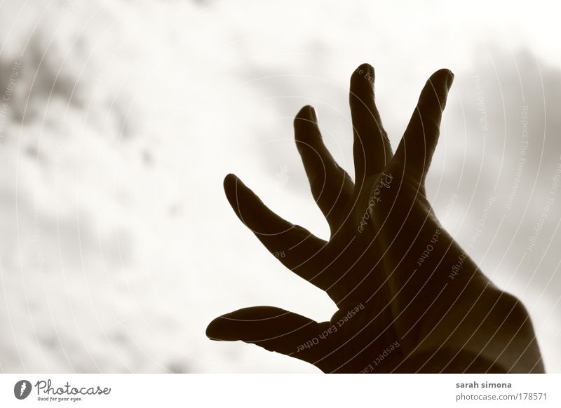 Nach dem Himmel greifen Schwarzweißfoto Haut Hand Umwelt Wetter