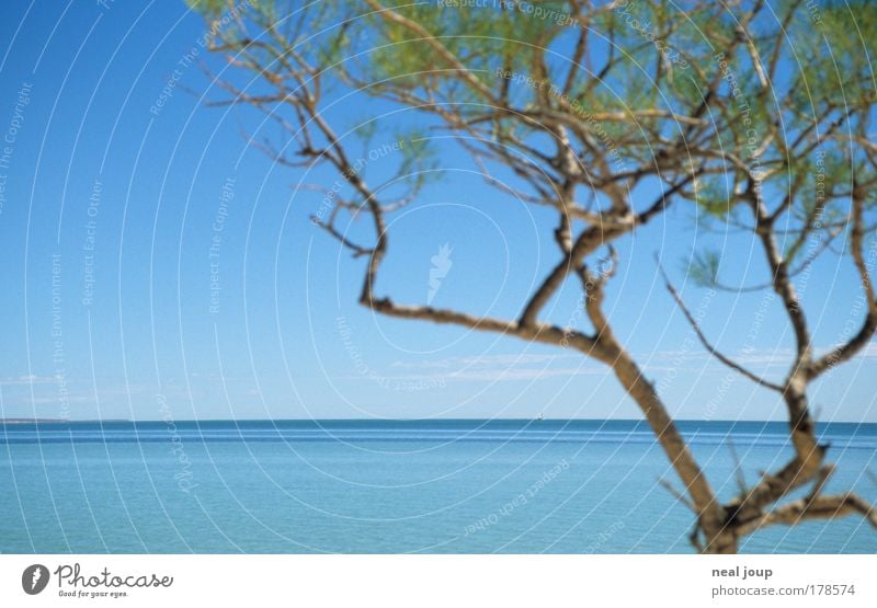 Es könnte alles so einfach sein ... Farbfoto Außenaufnahme Menschenleer Horizont Schönes Wetter Pflanze Meer Monkey Mia West Australien exotisch frei