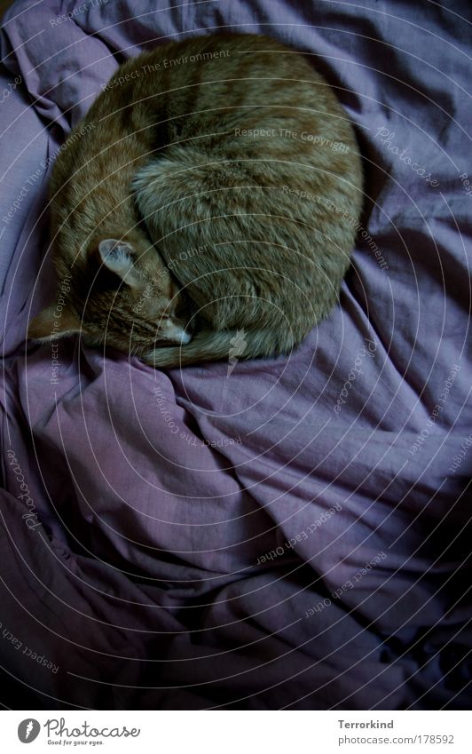 dunkel. Katze Hauskatze schlafen rollen eingerollt Decke Bett violett Tier zusammenrollen aneinandergelegt Kuscheln zärtlichkeiten. ganz nah sein
