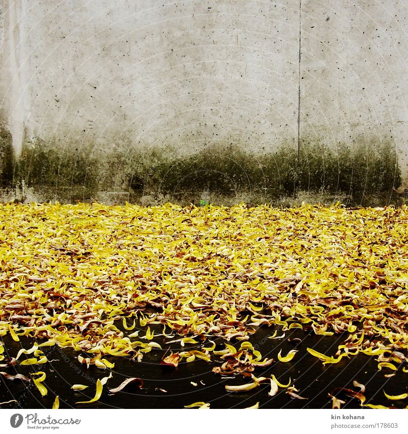 signalfarbe_02 Farbfoto Außenaufnahme Menschenleer Textfreiraum oben Tag Herbst Blatt Mauer Wand trist gelb gold Trauer Regen Betonwand Asphalt