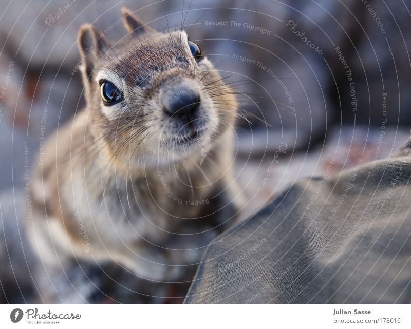 squril Farbfoto Außenaufnahme Detailaufnahme Makroaufnahme Vogelperspektive Blick in die Kamera Natur hocken Eichhörnchen tierisch Tier süß Neugier Nagetiere