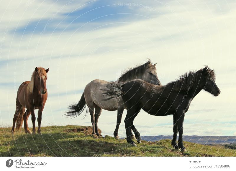 Isländer Ferien & Urlaub & Reisen Natur Schönes Wetter Wind Island Pferd Island Ponys Rappe Schimmel Brauner Mähne Tiergruppe Kommunizieren stehen sportlich