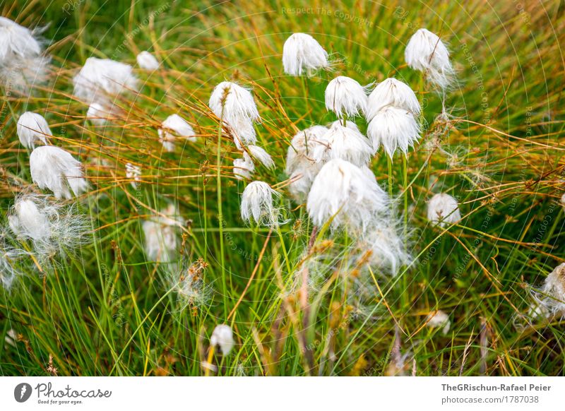 Pflanze Natur braun gold grün weiß Watte weich Blume Moor Gras Außenaufnahme berühren Farbfoto Detailaufnahme Menschenleer Tag