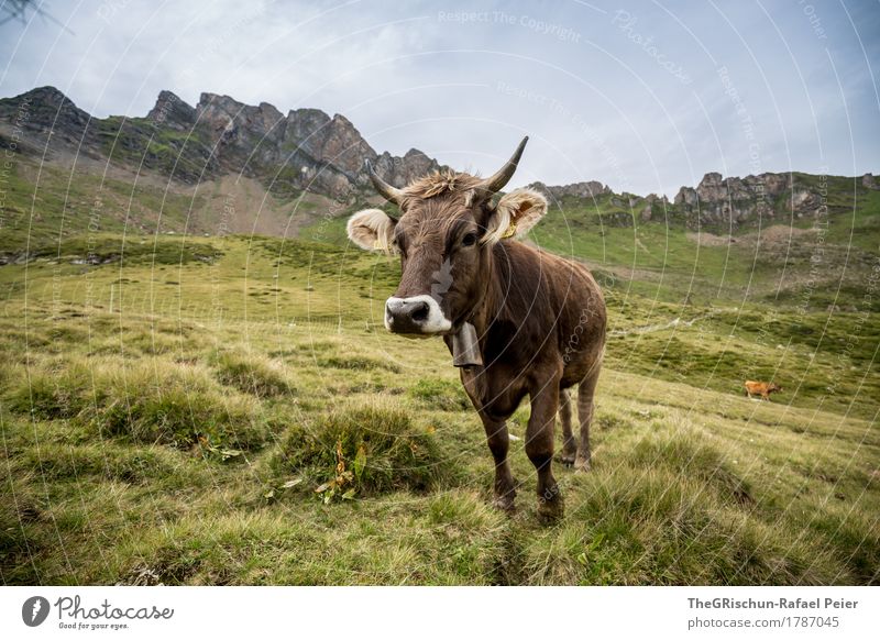 KUH II Tier Nutztier Kuh 1 braun grau grün niedlich Nase Glocke Horn Ohr Berge u. Gebirge Kulisse Weide Fressen Neugier Milch Farbfoto Außenaufnahme