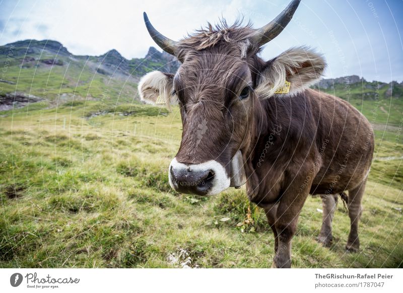 KUH IV Tier Nutztier Kuh 1 braun grün schwarz weiß Lebewesen Außenaufnahme Neigung Horn Ohr Weide Fressen Essen Alpen Berge u. Gebirge Glocke Schweiz Fell