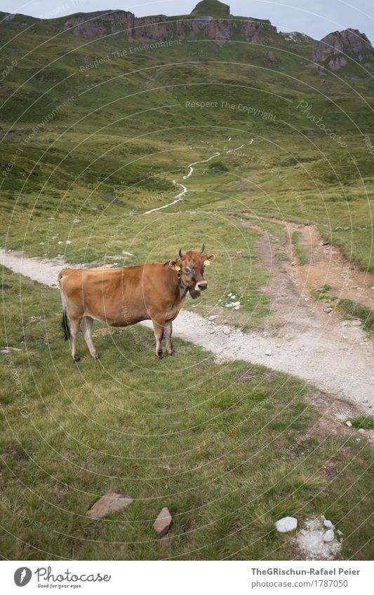 Kuh Tier Nutztier 1 braun grau grün schwarz weiß Wege & Pfade Alpen Weide Berge u. Gebirge Horn Stein Außenaufnahme Milch Gras Farbfoto Menschenleer