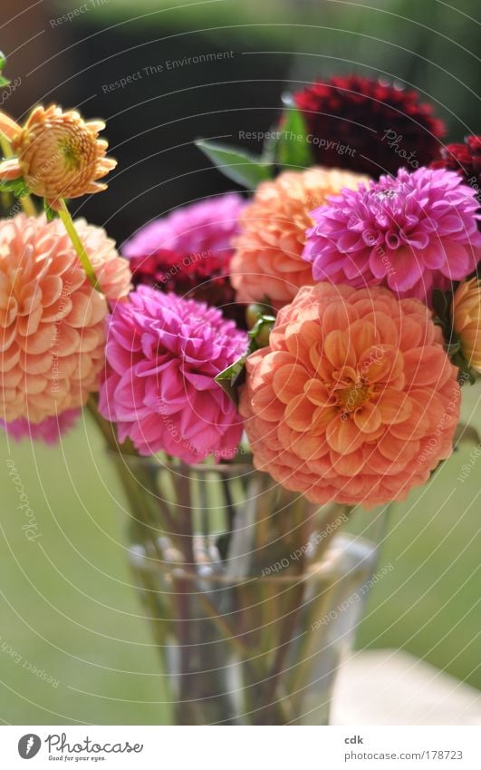 Blumenstrauß | schönherbst Farbfoto mehrfarbig Außenaufnahme Menschenleer Sonnenlicht Schwache Tiefenschärfe Natur Pflanze Herbst Schönes Wetter Blüte Garten