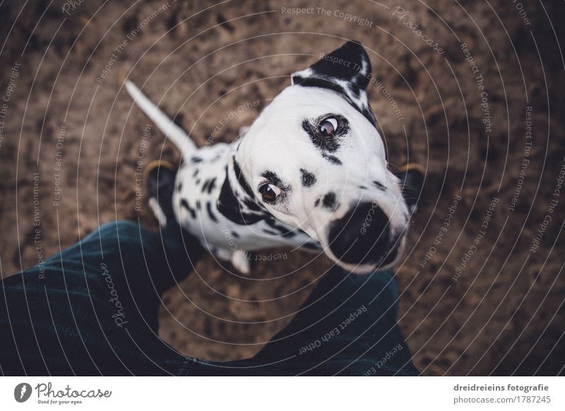 Dalmatiner. Tier Haustier Hund 1 warten frech Neugier Treue Erwartung niedlich Charakter loyal Ehrlichkeit Beine Bodenbelag aufreizend Ungeduld Fragen Farbfoto