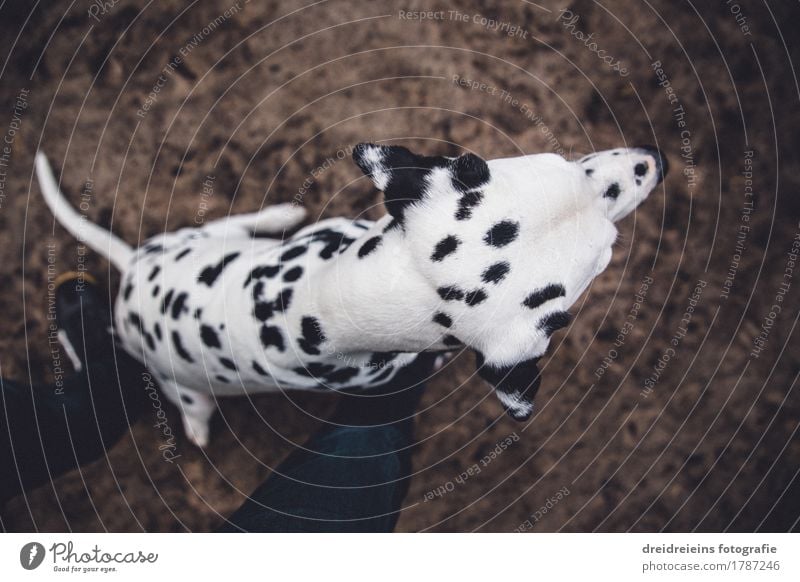 Was ist da? Tier Haustier Hund 1 sitzen warten niedlich Treue Erwartung Dalmatiner Charakter loyal Wachsamkeit Ehrlichkeit Beine Bodenbelag Ungeduld Weitwinkel