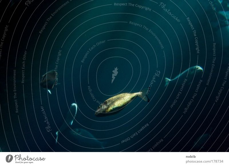 goldfisch Farbfoto Unterwasseraufnahme Menschenleer Textfreiraum oben Licht Sommerurlaub tauchen Wasser Meer Tier Fisch Schuppen Aquarium 4 Tiergruppe glänzend