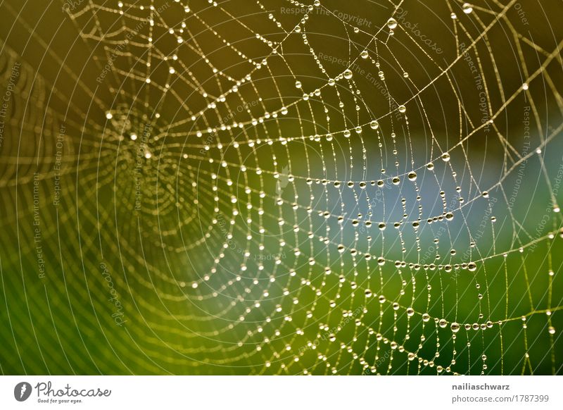 Tautropfen im Spinnennetz Internet Umwelt Natur Wasser Wassertropfen Tropfen Netz Garten Park glänzend nah natürlich schön grün weiß Stimmung Kraft Tierliebe